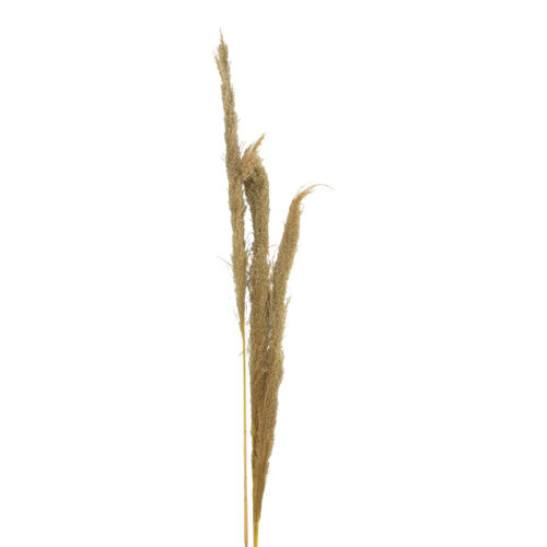 Διακοσμητικό φυτό pampas Beroun Inart σετ των 3τεμ σε φυσική απόχρωση Υ140εκ (x1)